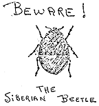 The Siberian Beetle is Black