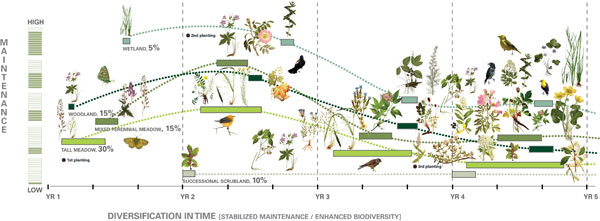 High Line Ecology Emergence