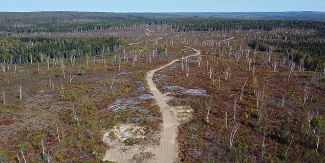 reuters-canada-forests-climate.jpg